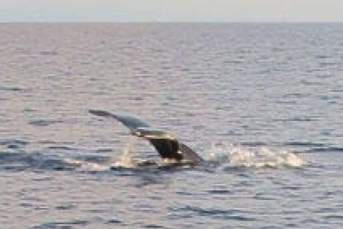a photo of a humpback whale in Majorca sea