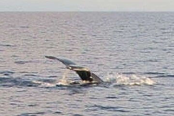 a photo of a humpback whale in Majorca sea