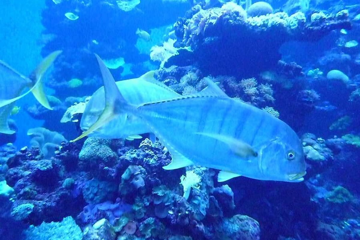 a photo of some tropical fish in a tank