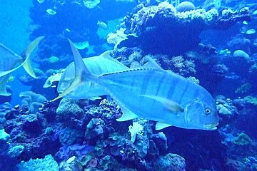 a photo of some tropical fish in a tank