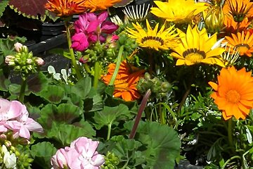 a photo of market flowers mallorca majorca