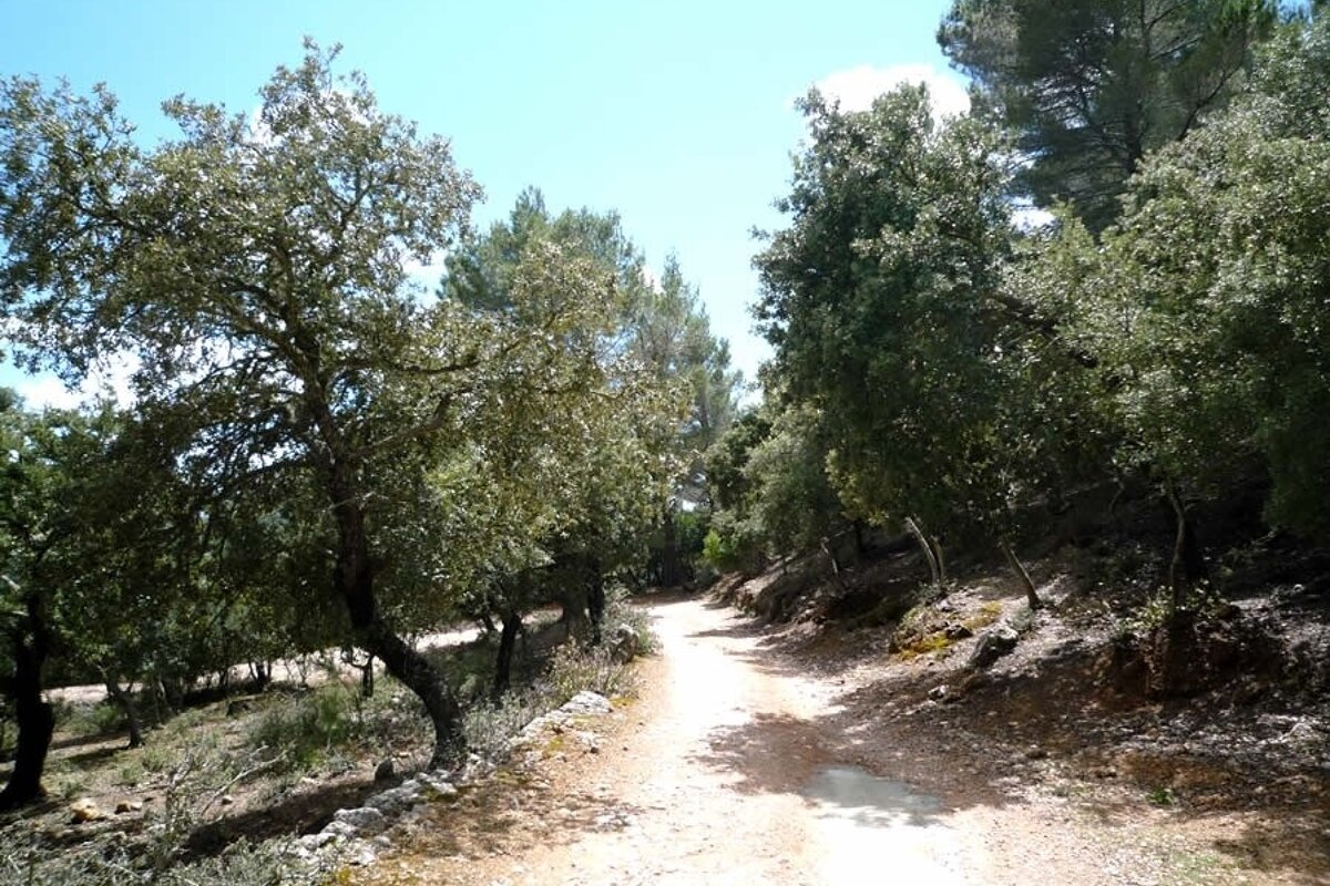 a photo of the road track from alaro to alaro castle majorca