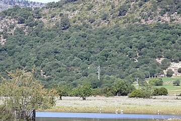 a photo of s'albufera nature reserve mallorca majorca