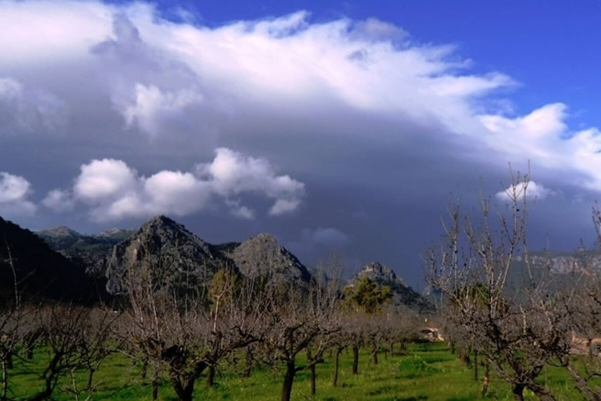 a photo of olive trees in the tramuntana mountains mallorca