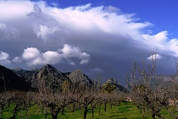 a photo of olive trees in the tramuntana mountains mallorca