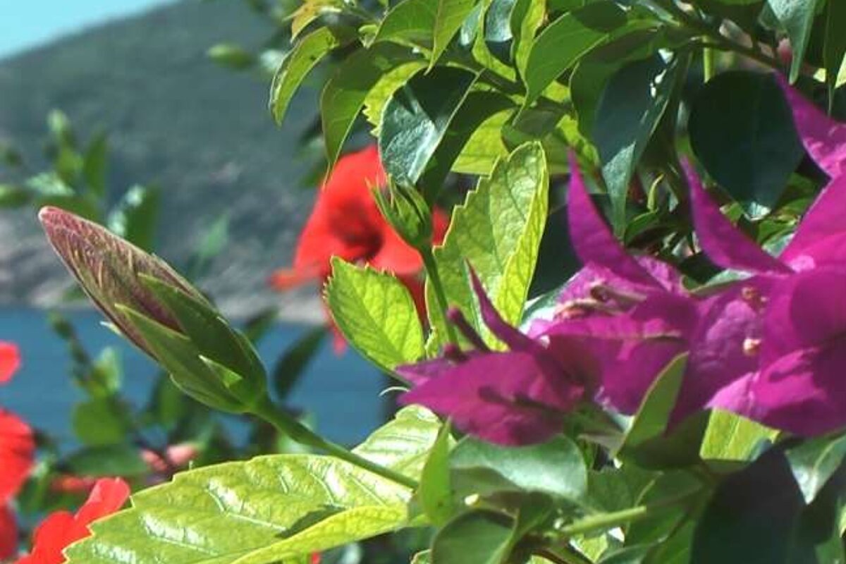 a photo of bouganvilla on majorca