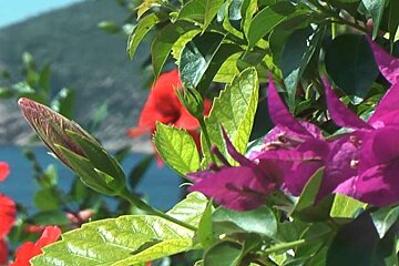 a photo of bouganvilla on majorca
