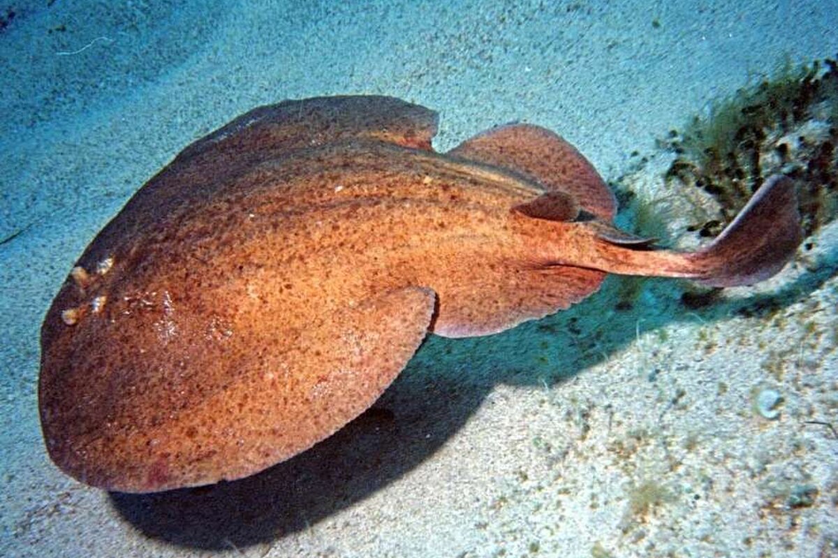 a photo of a ray in mallorcan waters