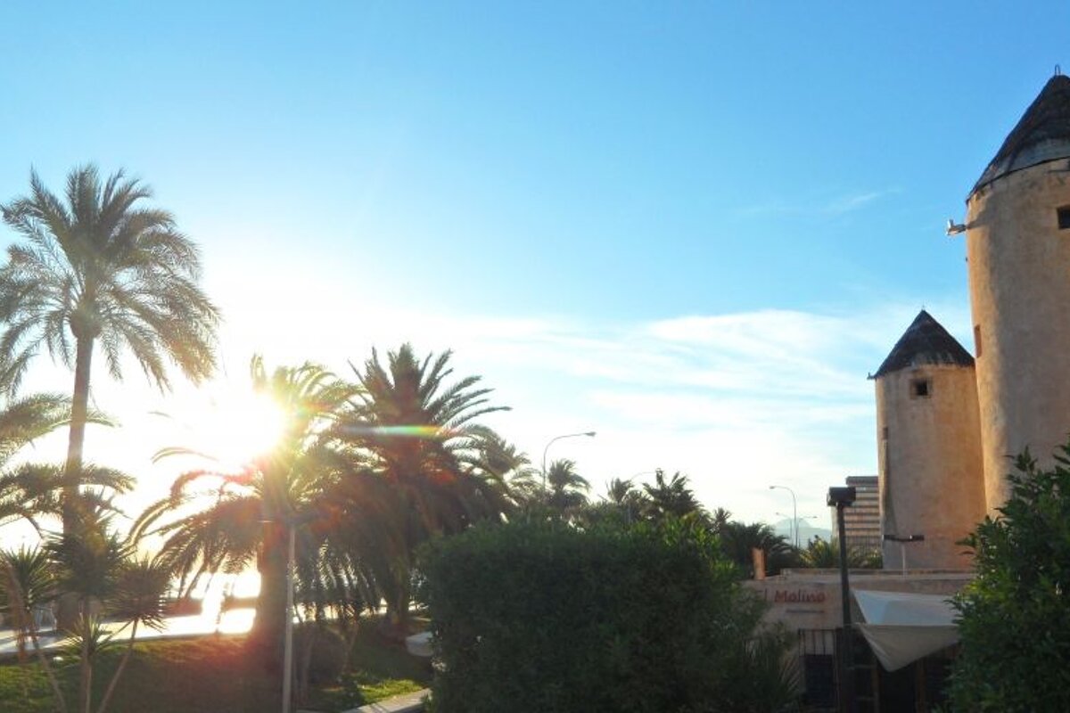 Sun through the plams and windmill towers