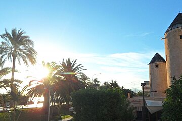 Sun through the plams and windmill towers