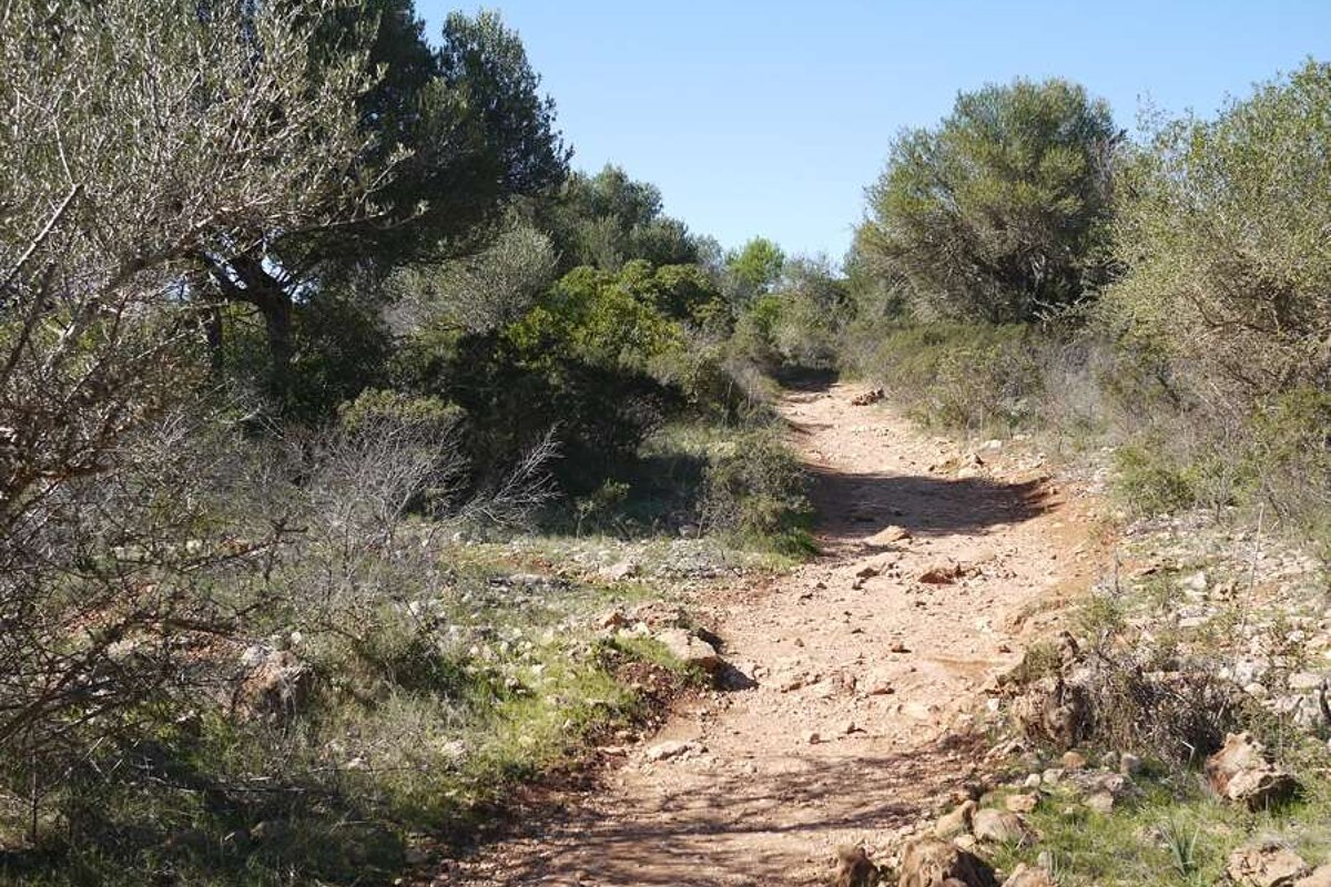 a photo of a woodland path in majorca