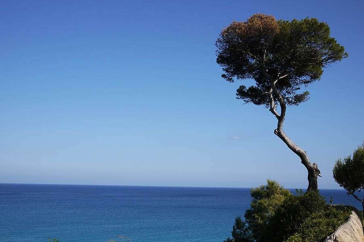 a photo of a pine tree and the sea