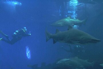 a photo of diving with sharks in mallorca