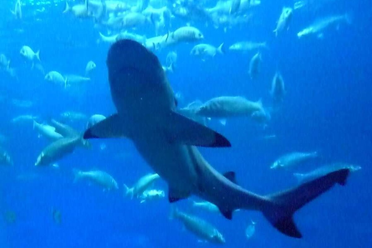 a photo of a shark in palma aquarium