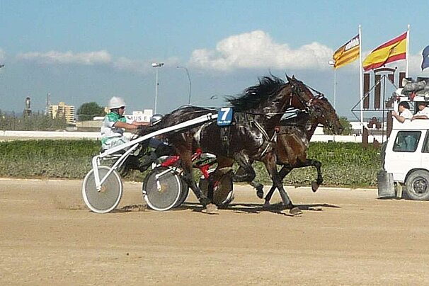 a photo of horses racing in majorca