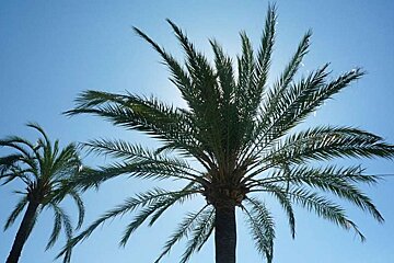 a photo of a palm tree top with the sun behind it