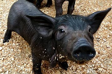 a photo of a black piglet on majorca