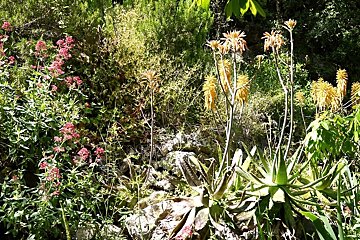 a photo of the botanic gardens in lluc sanctuary mallorca majorca