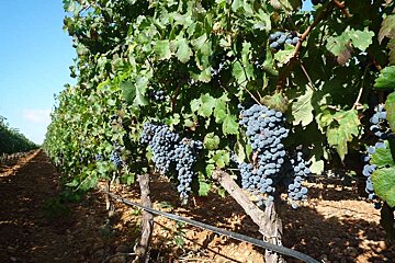 a photo of grape vines in binissalem majorca