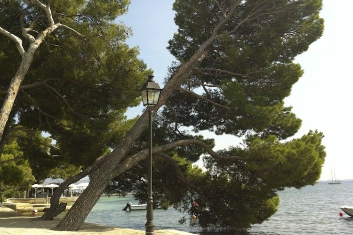 a photo of pine trees next to the sea
