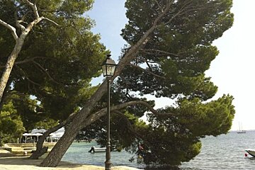 a photo of pine trees next to the sea