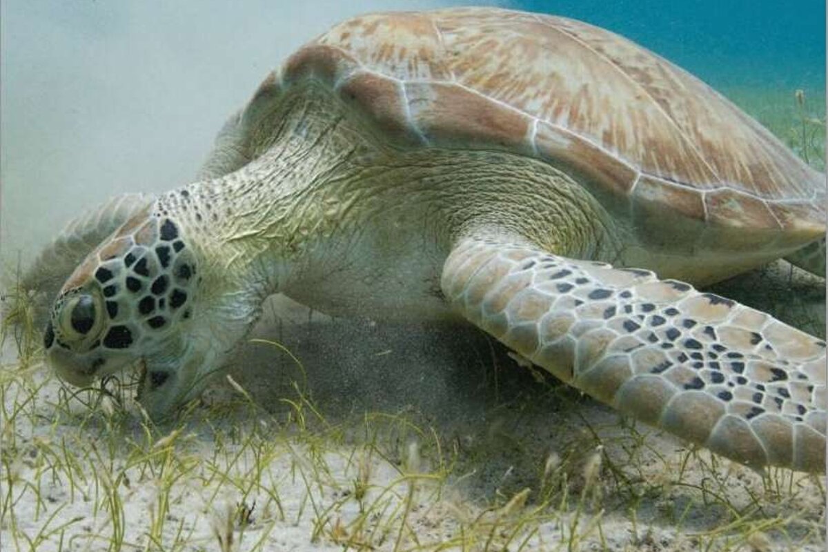 Sea turtle on seabed