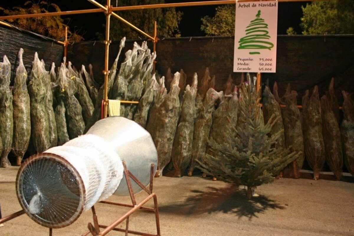 Christmas trees wrapped up ready for sale