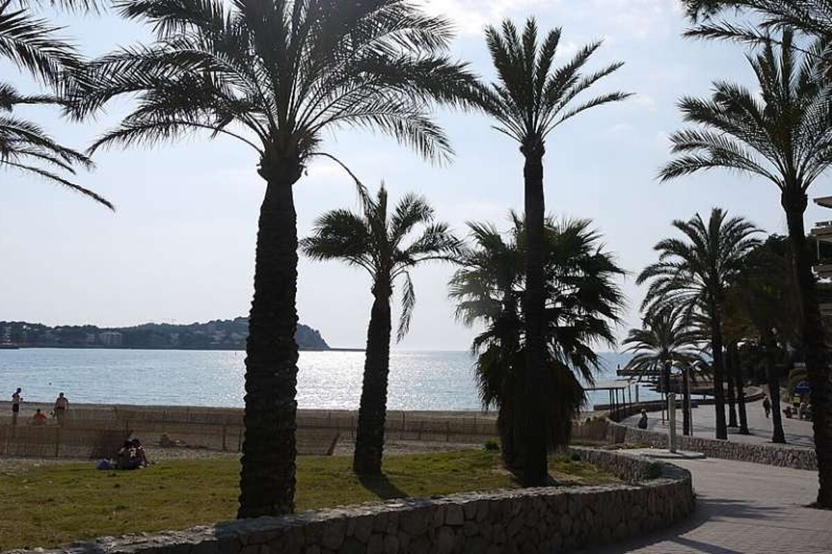 a photo of a paved path by the sea with palm trees