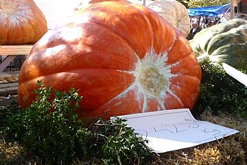 A photo of a giant pumpkin in muro majorca