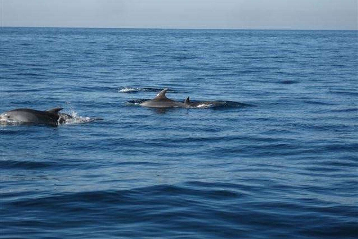 a photo of dolphins swimming in majorca