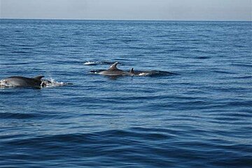 a photo of dolphins swimming in majorca