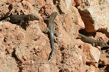 lizards climbing on rock