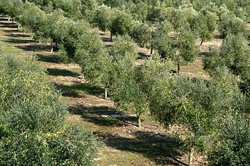 a photo of rows of olive trees