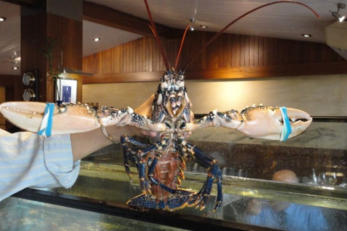 lobster held with claws outstretched