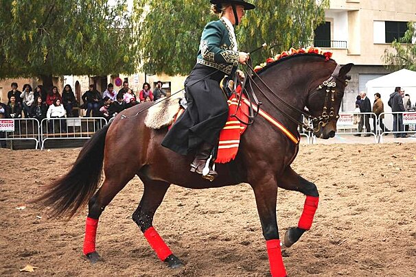 a photo of a traditionally dressed horse and rider in majorca