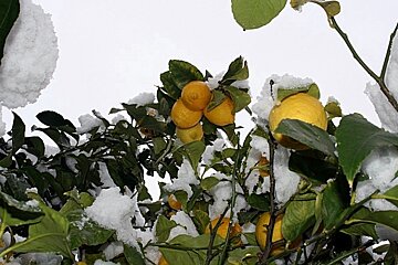 Lemon tree close up with snow on