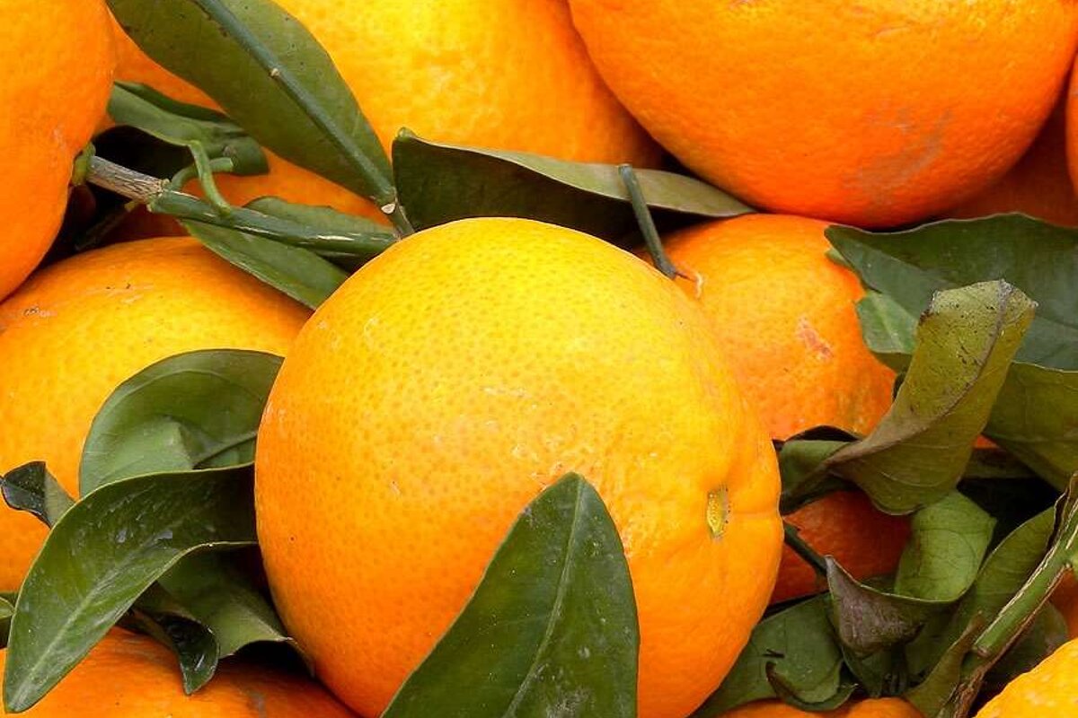 a photo of majorcan oranges