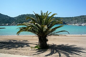 A palm tree on the beach in the Port de Soller