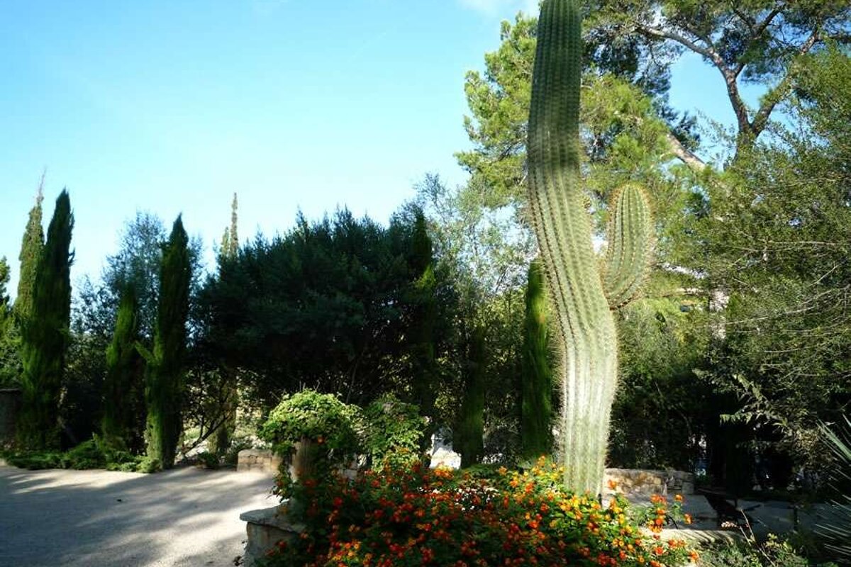a photo of a large  cactus in some gardens