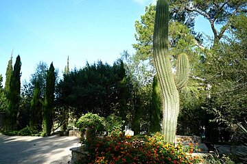 a photo of a large  cactus in some gardens