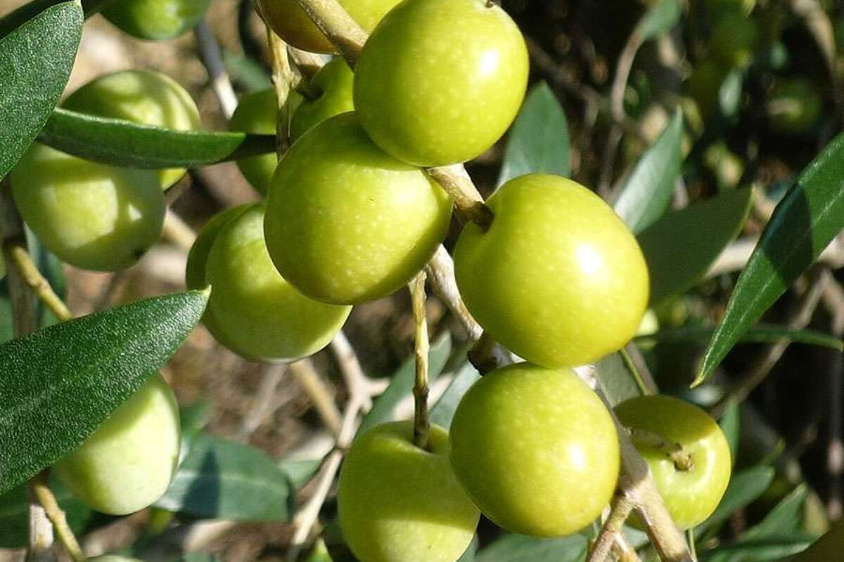 a photo of green olives on a tree
