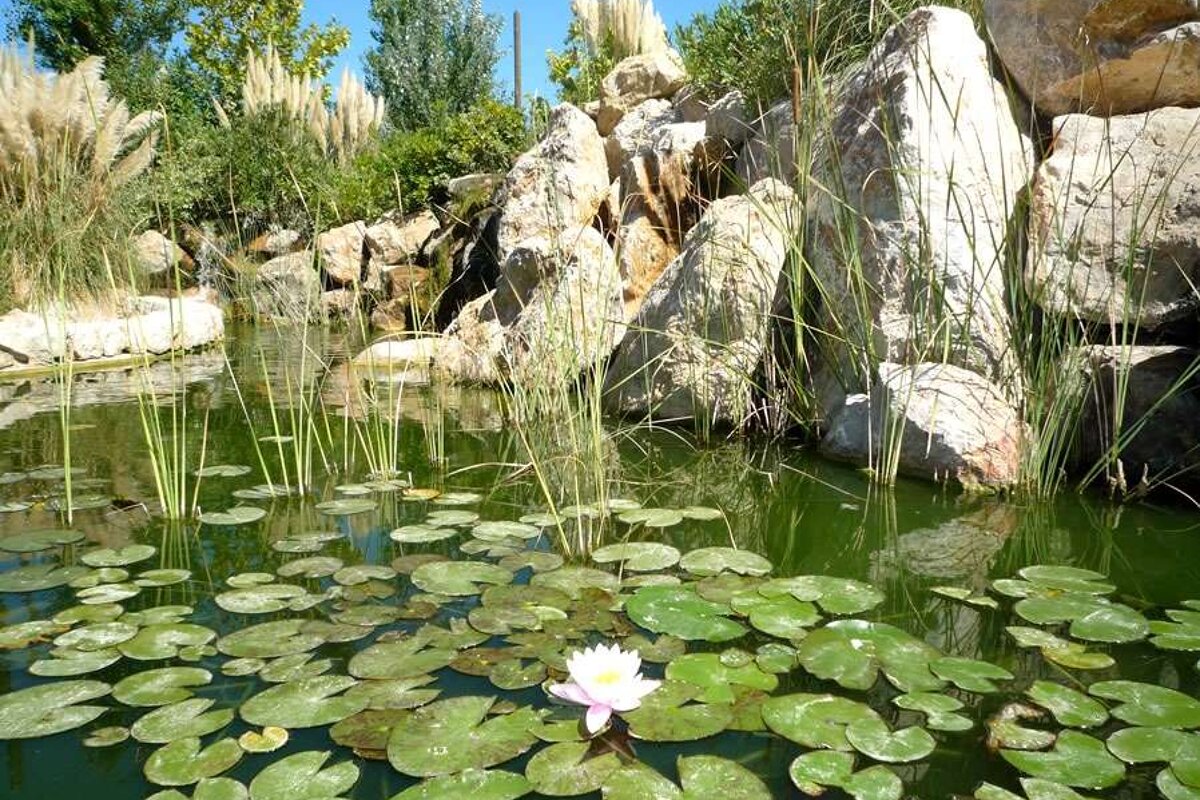 a photo of a water lily at palma aquarium