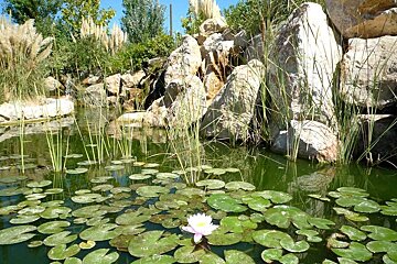 a photo of a water lily at palma aquarium