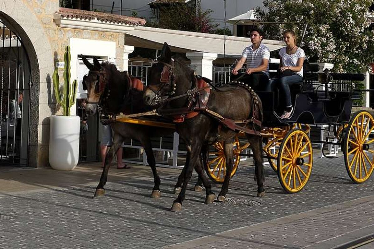 photo of a horse and carriage