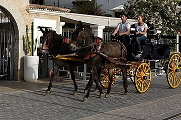 photo of a horse and carriage