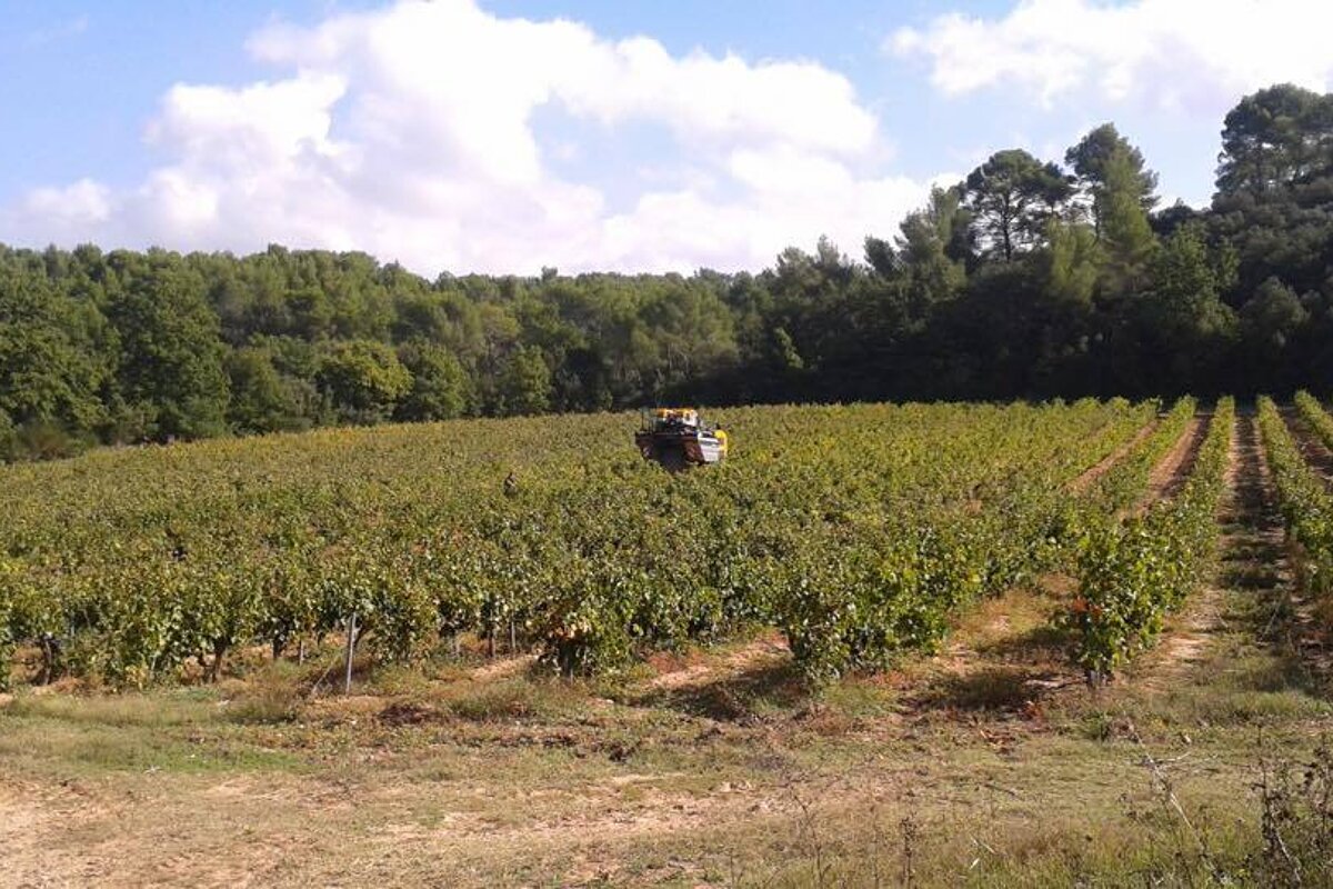 Chateau Ferry Lacombe Vineyard, Sainte Victoire