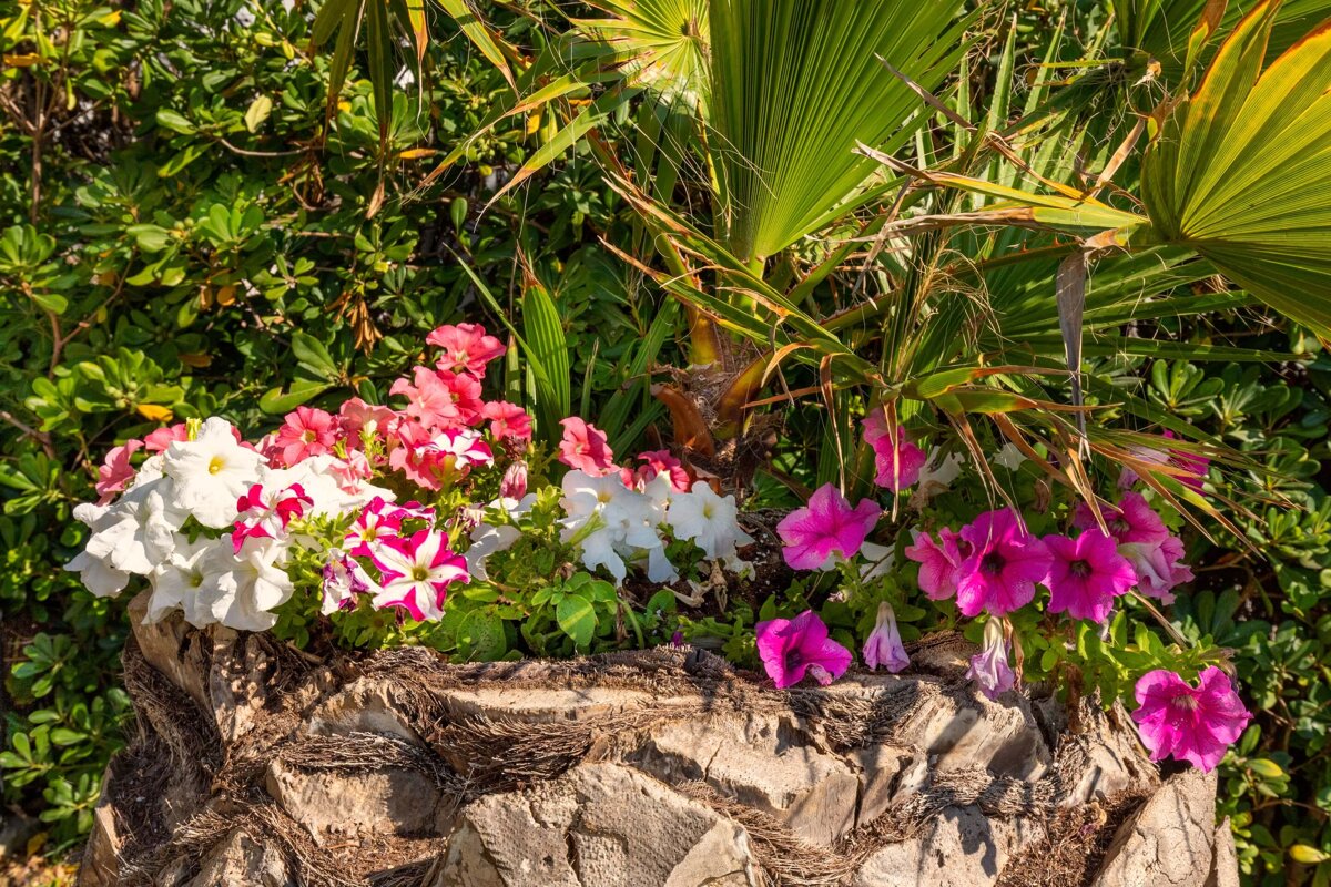 Pink and white flowers are growing on a tree stump