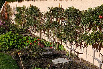 a garden with fruit trees and flowers