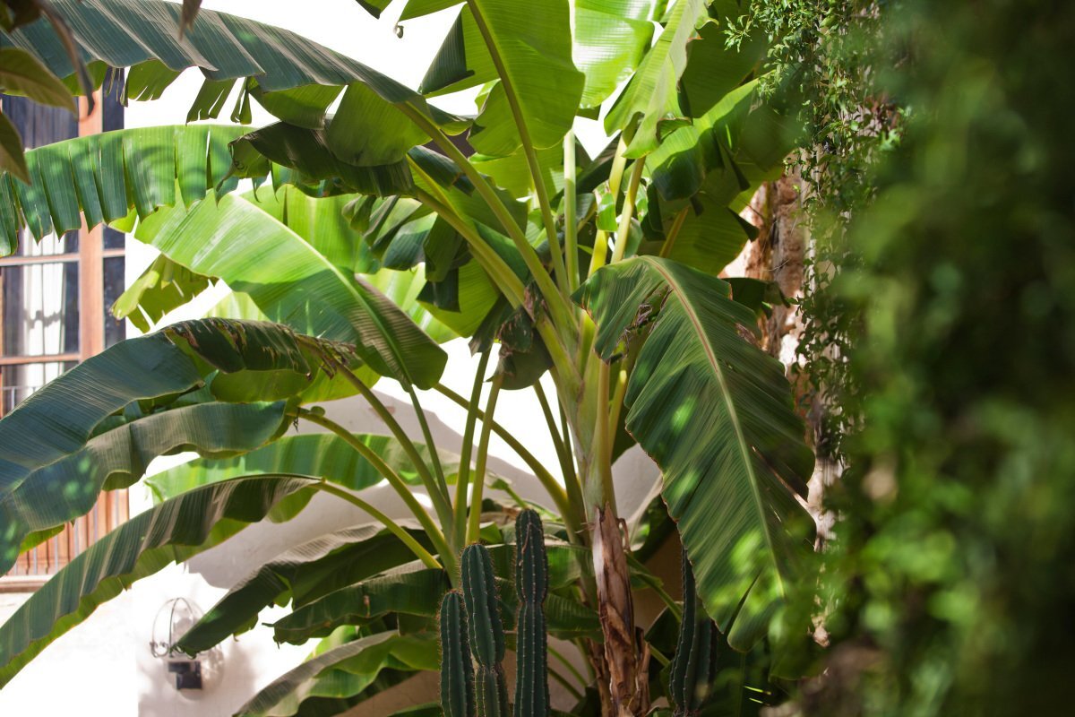 A banana tree with lots of leaves and a cactus in the foreground