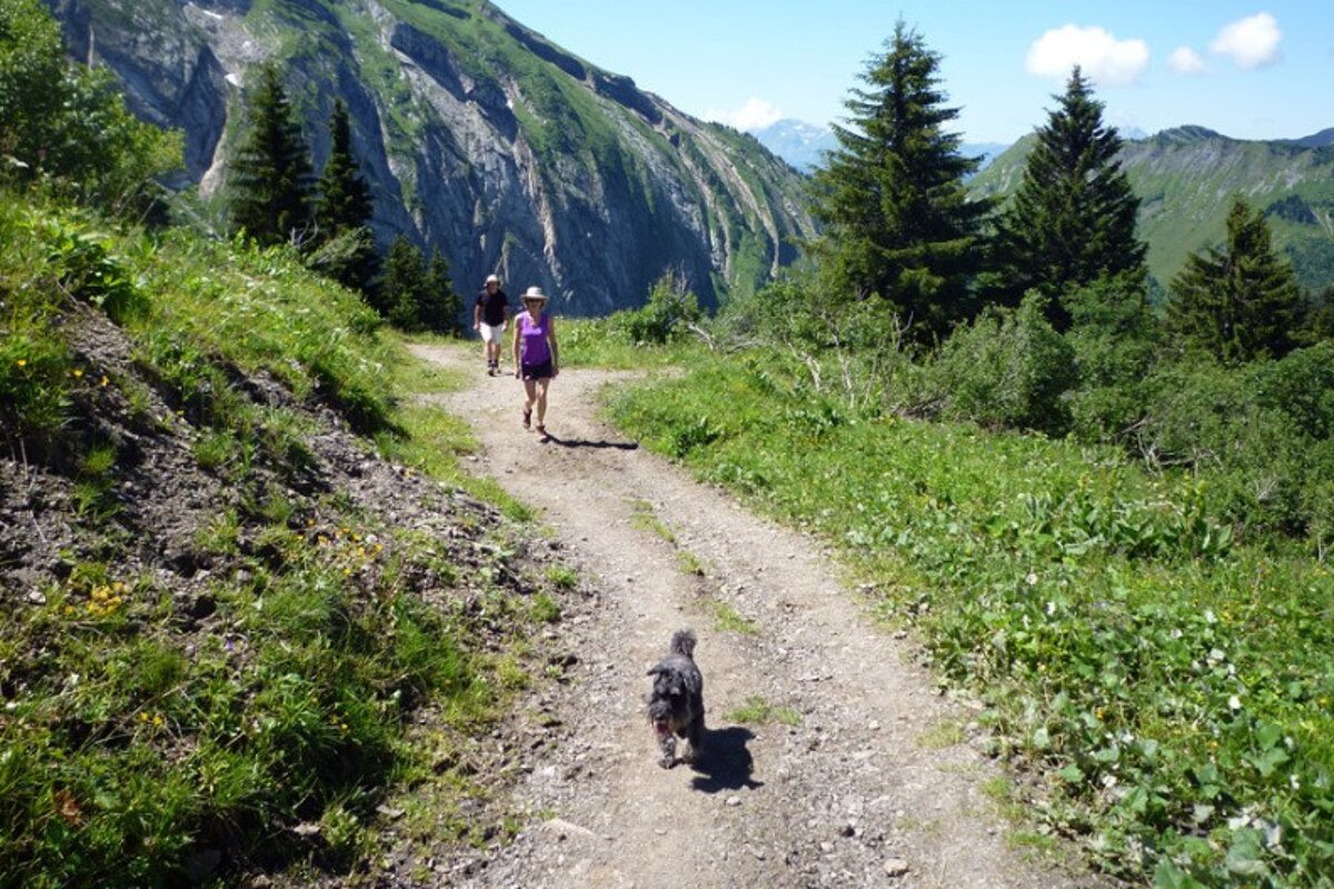 two people walking on a hiking trail with a dog